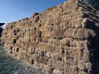 Арпа саман камыш аралаш 1400 тук бар — акс 1