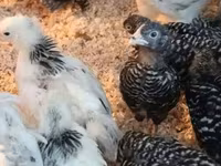 Chickens — zdjęcie 3