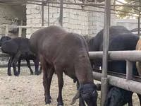 Vædder, Blackheaded Persian sheep — foto 8