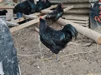 Chickens — புகைப்படம் 3