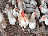 Chickens — புகைப்படம் 2