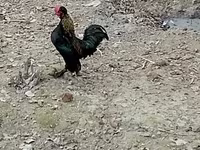 بنتام ژاپنی — عکس 3