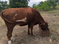 Mucca, Bovini — foto 1