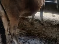 İnek, Alatau ırkı — foto 2