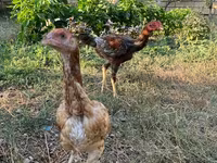 Chickens — foto 1