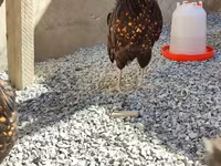 Chickens — foto 1