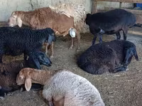 Biri-biri (lot, jantina tidak dinyatakan), Sheep — foto 4