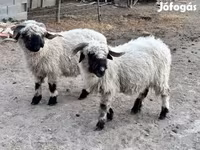 Får, Valais Blacknose sheep — foto 2