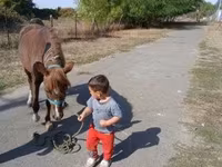 Kuda betina, Horses — foto 3