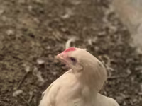 Chickens — foto 6