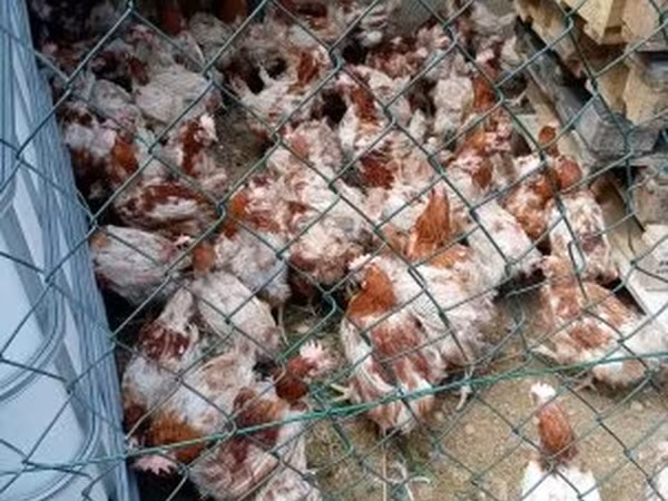 Chickens