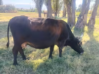 Ko, Simmental cattle — foto 5