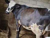Үнээ, Russian Black pied cattle — 1 зураг