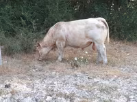 Tyre, Charolais cattle — foto 1