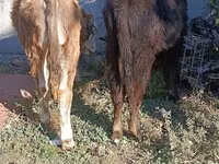 ثور, Simmental cattle — الصورة 8