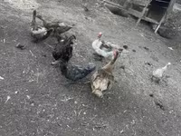 Ducks — 写真 4