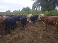 황소, Simmental cattle — 사진 5