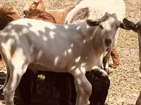 Țap, Alpine goat — foto 5