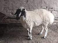 میش, گوسفند — عکس 1