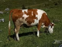 گاو نر, Simmental cattle — عکس 1