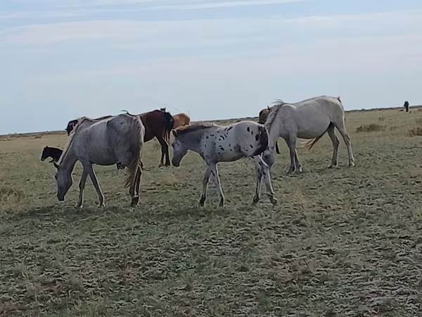 اسب نر, Kazakh horse