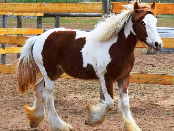 Кобила, Gypsy horse