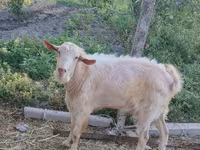 بز نر, Saanen goat — عکس 3