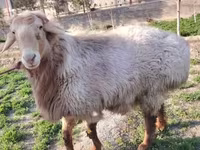 قوچ, Arashan sheep — عکس 3