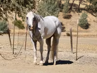 اسب نر, Quarter Horse — عکس 4