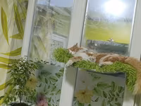 Лежанка для кота на присосках 55*32 — Foto 1