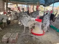 Turkeys — 1-rasm
