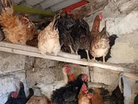 Chickens — الصورة 5