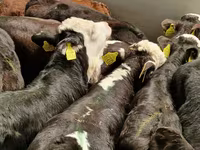 Bovine (lot, sex nespecificat), Simmental cattle — foto 5