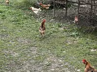 Chickens — foto 2