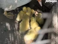 Ducks — zdjęcie 3