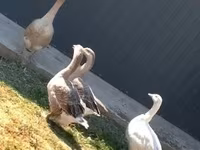 Geese — sawirka 1