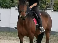 Stute, Hungarian horse breed — Foto 1