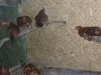 Chickens — fotografija 2