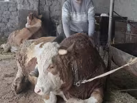 Býk, Simmental cattle — foto 1