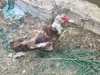 Ducks — عکس 3