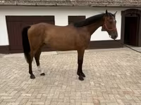 雄馬, Hungarian horse breed — 写真 2