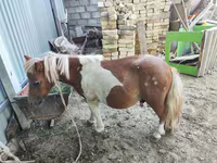 اسب (گروه، جنسیت مشخص نشده), Miniature horse — عکس 1