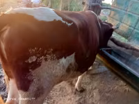 Бик, Simmental cattle — снимка 1