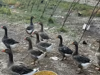 Geese — 照片 2