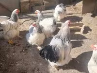 Brahma — foto 8