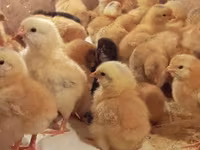 Geese — عکس 8