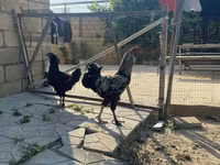 براهما — عکس 1