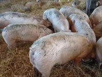 Schweine (Partie, Geschlecht nicht angegeben), Крупная белая — Foto 4