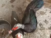 domácí kachna pižmová — foto 3