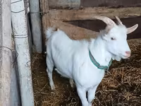 Козел, Saanen goat — снимка 3